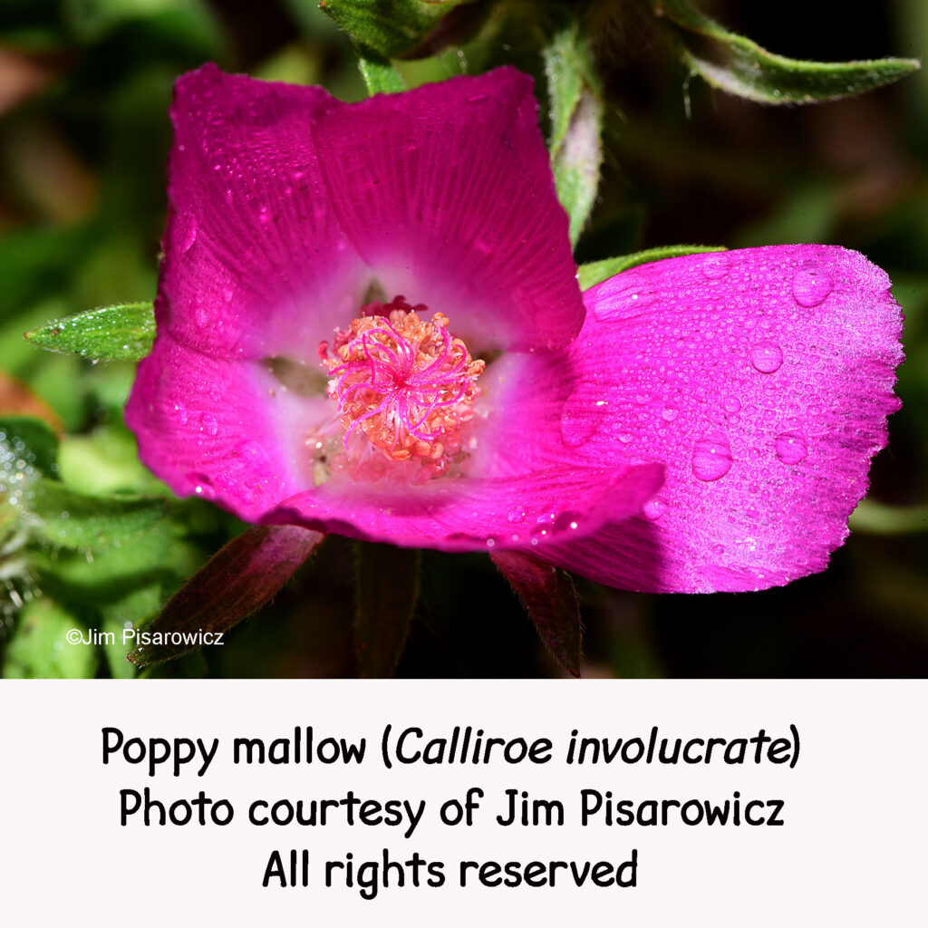 Hellstrip friendly plant: poppy mallow