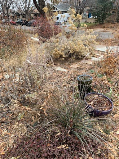 Seedpods and standing grasses, berries, and the silhouettes of trees, shrubs, and perennials, and the hardscape, can all be highlighted in the off season. And, many of our perennials have beautiful rosettes that last through the winter. 