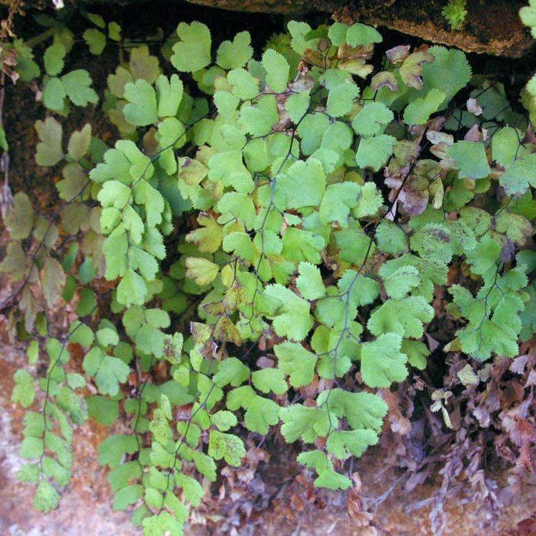 Lance-leaf Moonwort in montane and subalpine meadows