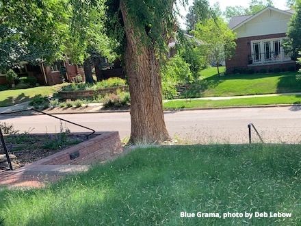 Colorado native grass Blue Grama can be an alternative to a Kentucky Blue Grass lawn.