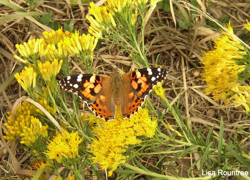 Painted lady. Photo by Lisa Rountree