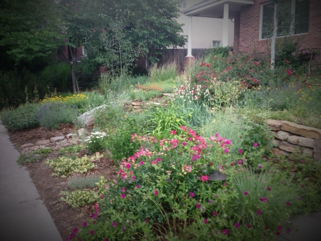 Front range lawn replaced with native plants