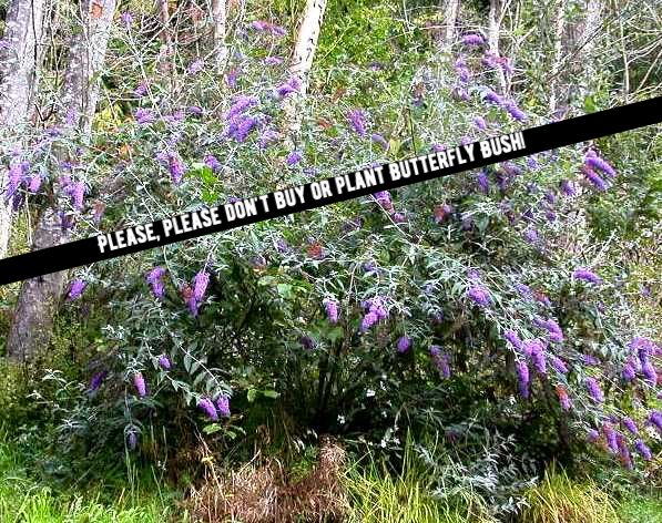Butterfly bush (don't plant this)