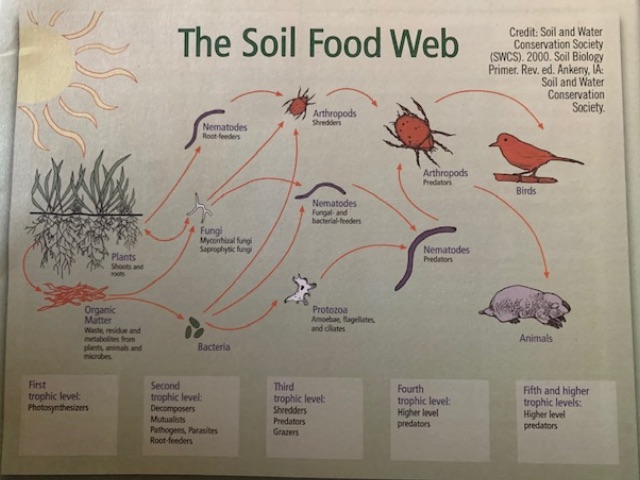 the soil food web illustration
