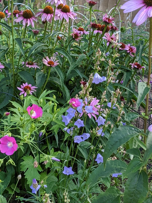 Echinacea purpurea (Purple Coneflower),
Campanula rotundifolia (Harebells), and
Callirhoe involucrata (Winecups)