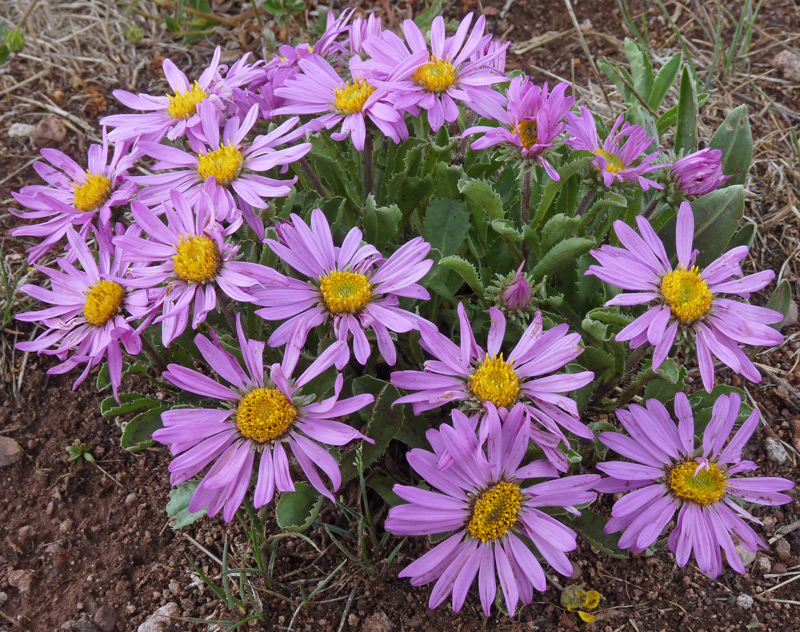CO tansy aster showing beautiful blooms