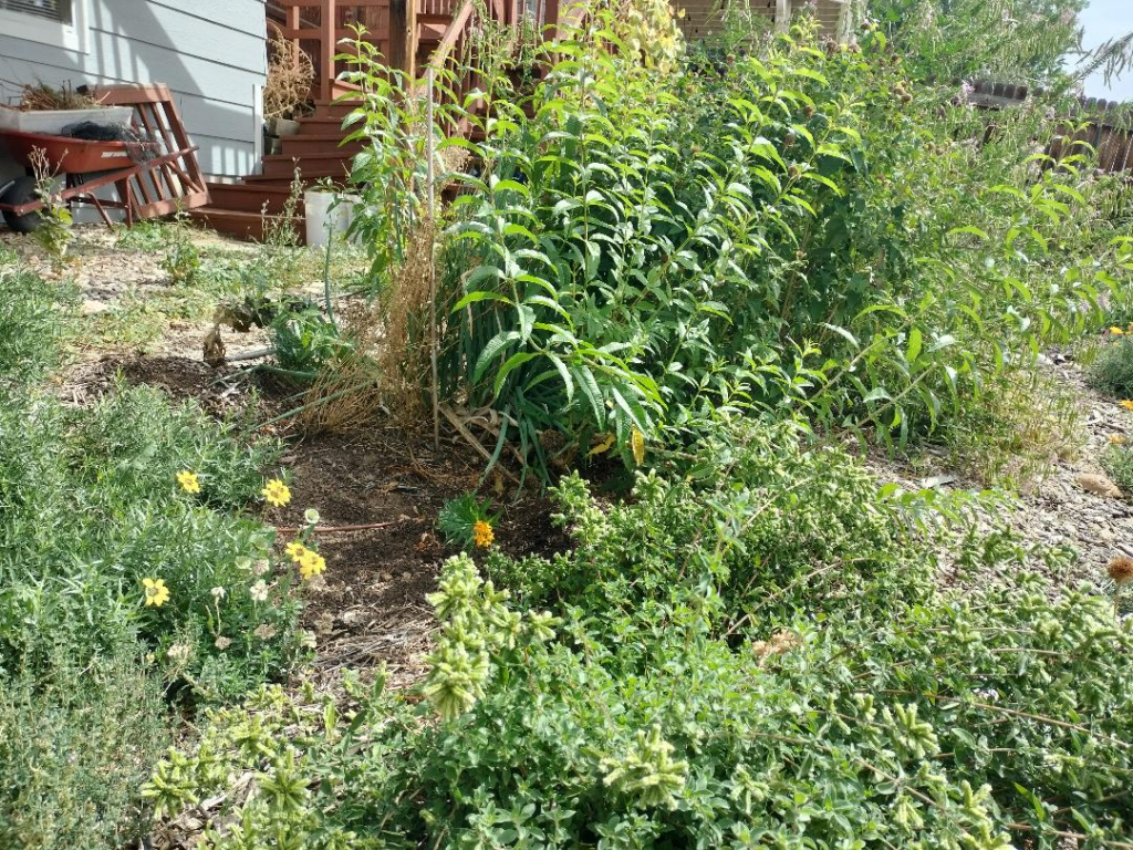 Dan Rink's garden - herbs and natives