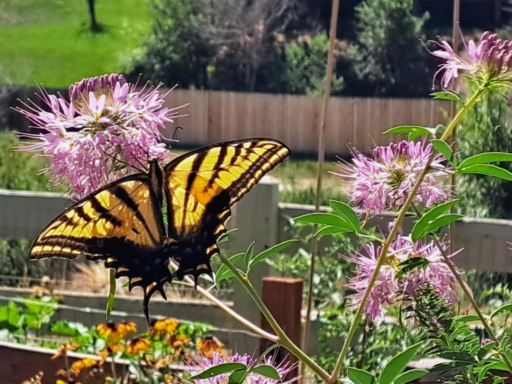 Dan Rink's garden - swallowtail and Rocky Mtn bee plant