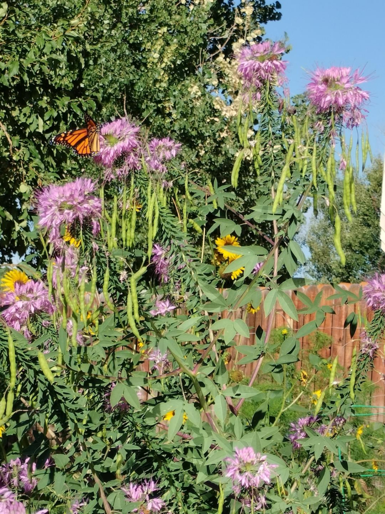 Dan Rink's garden - monarch and Rocky Mtn bee plant