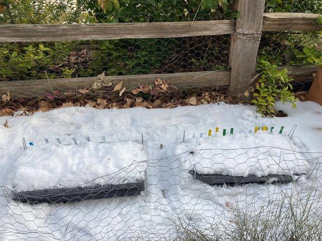 Seed starter trays covered in snow