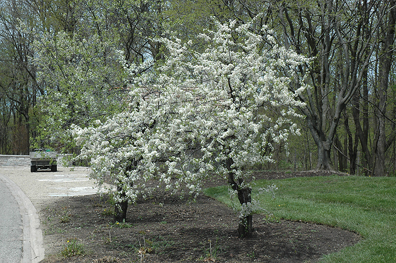 American Plum, a Colorado native tree.