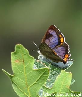 The Colorado Hairstreak butterfly on a Gambel oak.

