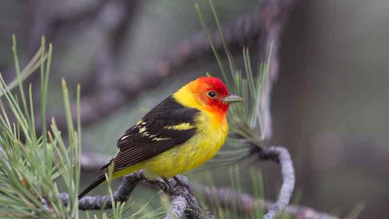 Western tanager at rest - bird friendly yards provide natural food and habitat.
