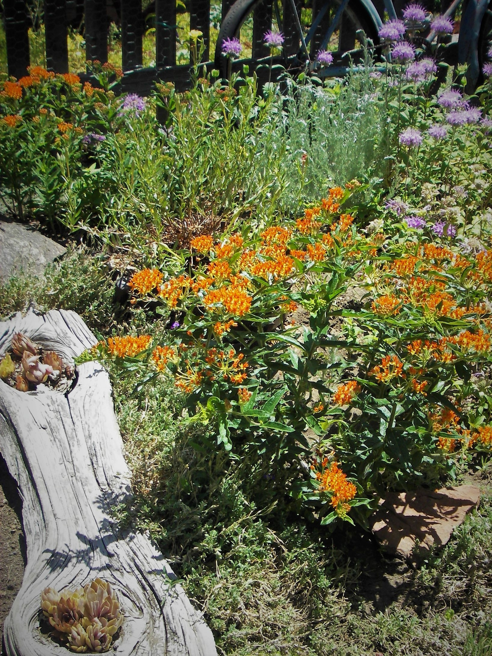 Why Do I Need Larval Host Plants in My Yard - Wild Ones Front Range Chapter