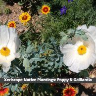 Poppy and blanket flower in a Colorado Native Plant landscape