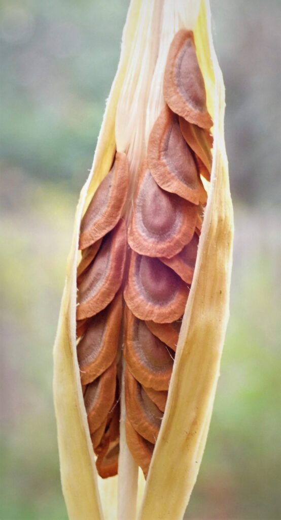 Milkweed Seeds