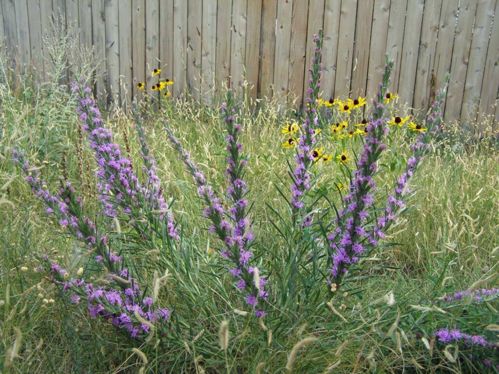 Liatris punctata in a Colorado prairie garden.