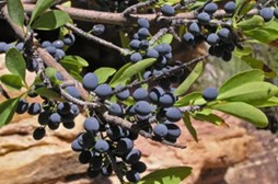 Forestiera pubescens is a Colorado native shrub.