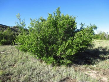 New Mexican Privet
