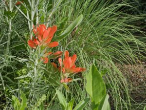 Native Plant Toolkit