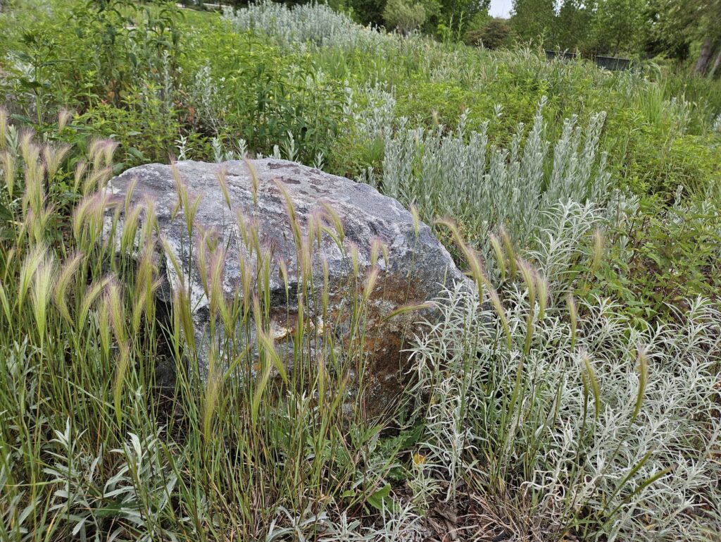 Definition of Coloradoscaping - Photo: Colorado Native Plants at Northfield Pond Park
