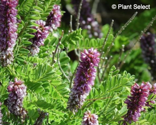 Amorpha nana (Dwarf Leadplant)