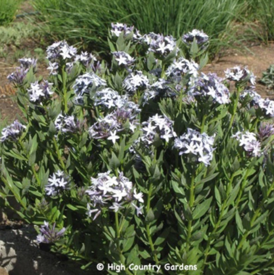 Amsonia jonesii (Jones' Bluestar)