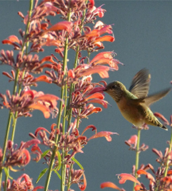 Agastache rupestris (Sunset Hyssop)