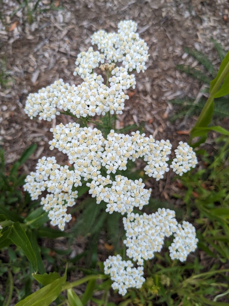 Achillea millefolium (Common Yarrow)