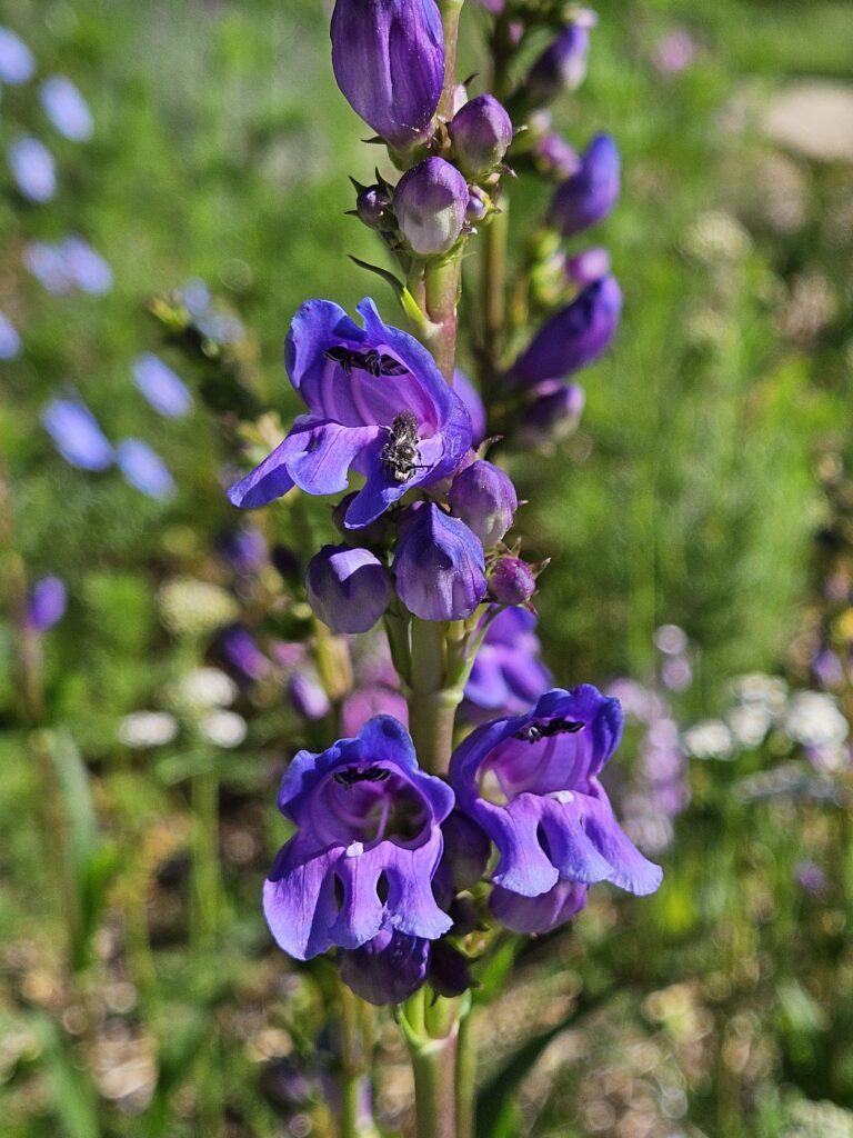 Rocky Mountain Penstemon - Idelle Fisher