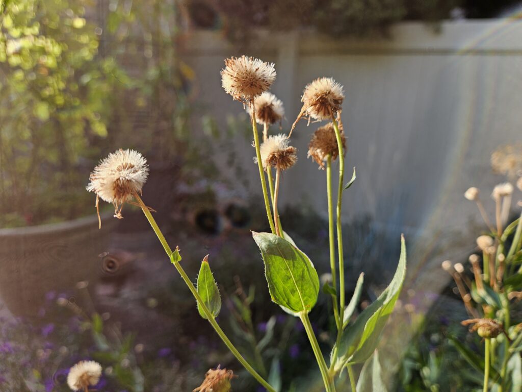 Fleabane Daisy seeds