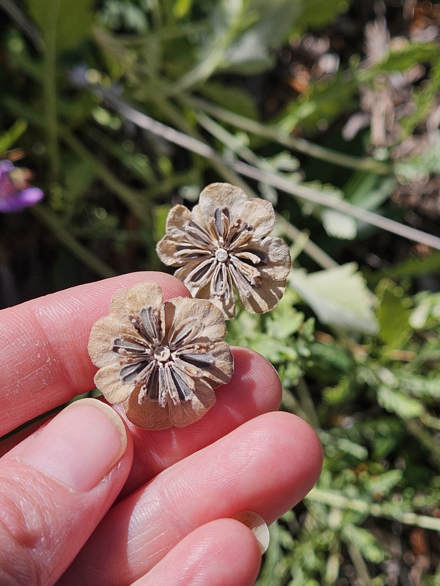 NATIVE PLANT SEED COLLECTION AND GERMINATION Wild Ones Front Range