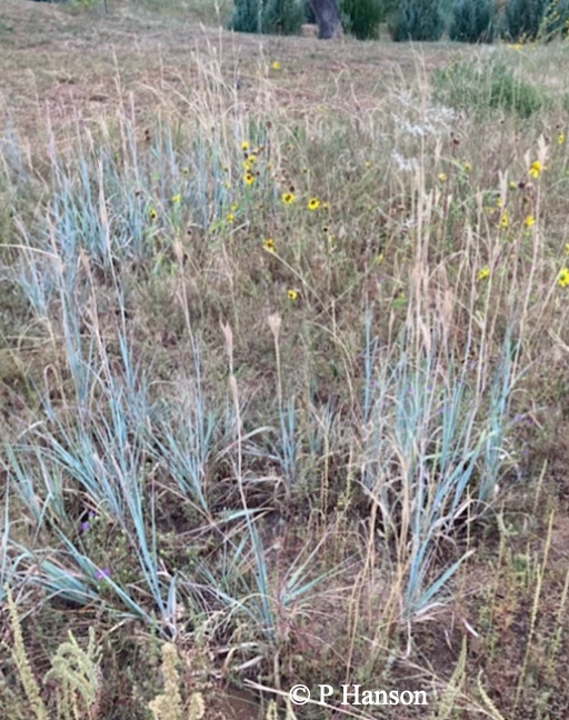 Andropogon hallii - Sand Bluestem