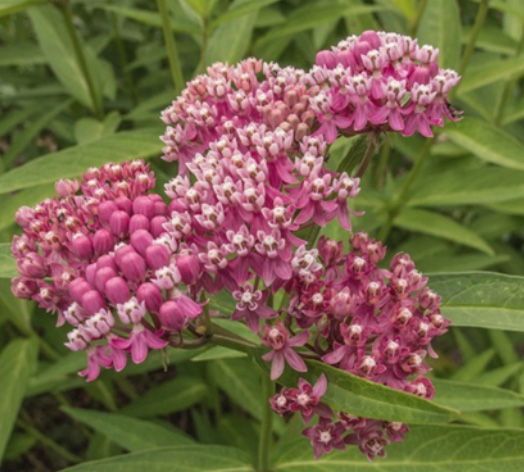 Asclepias incarnata Swamp/Rose Milkweed