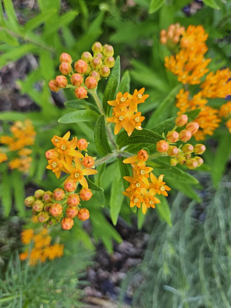 Asclepias tuberosa Butterfly Weed/ Milkweed