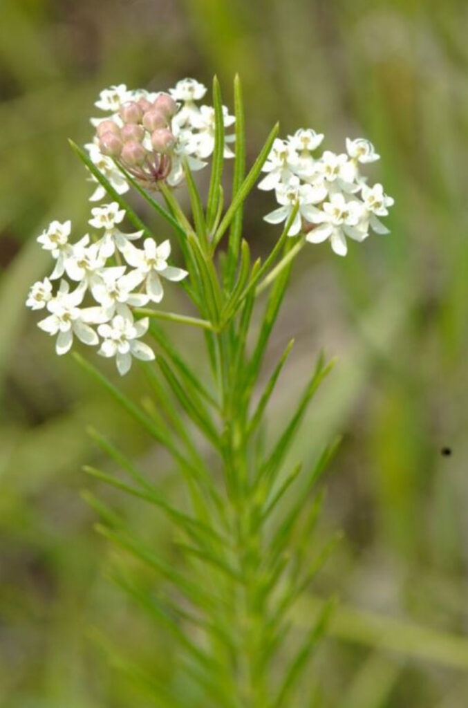 Asclepius verticillata Whorled Milkweed