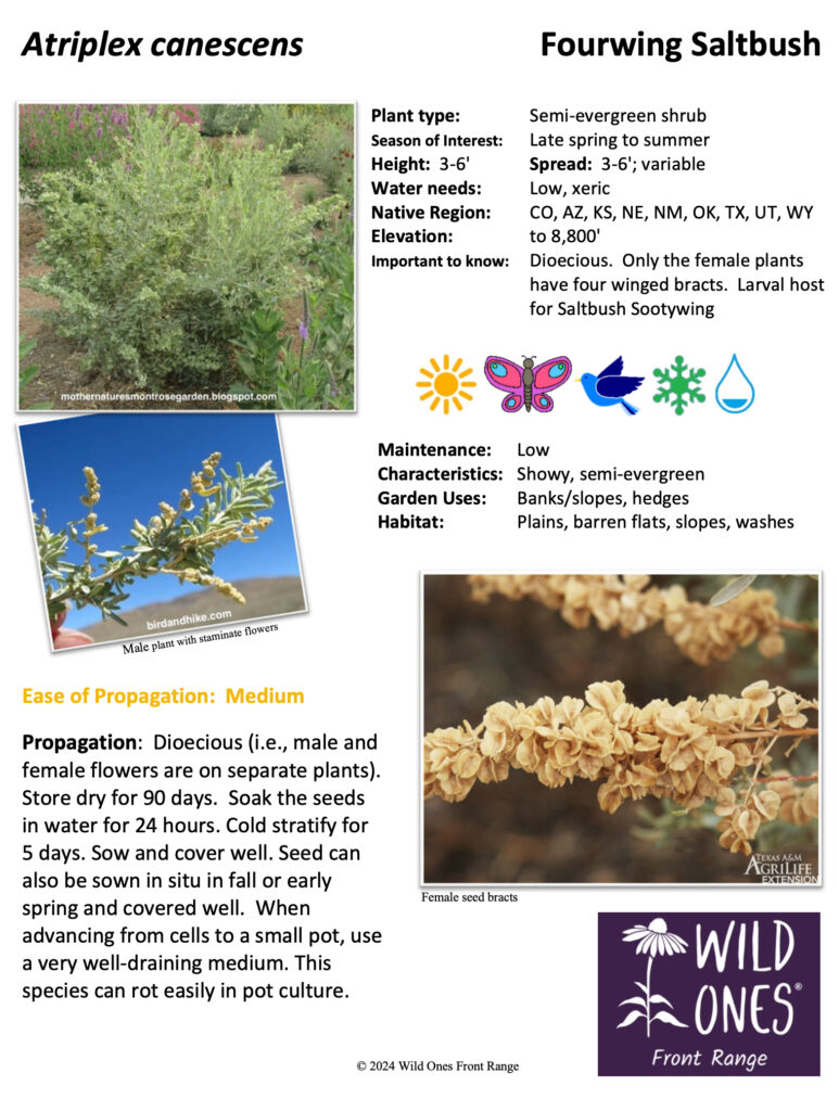 Atriplex canescens (Fourwing Saltbush) - Shrub - Native Plant Species Sheet