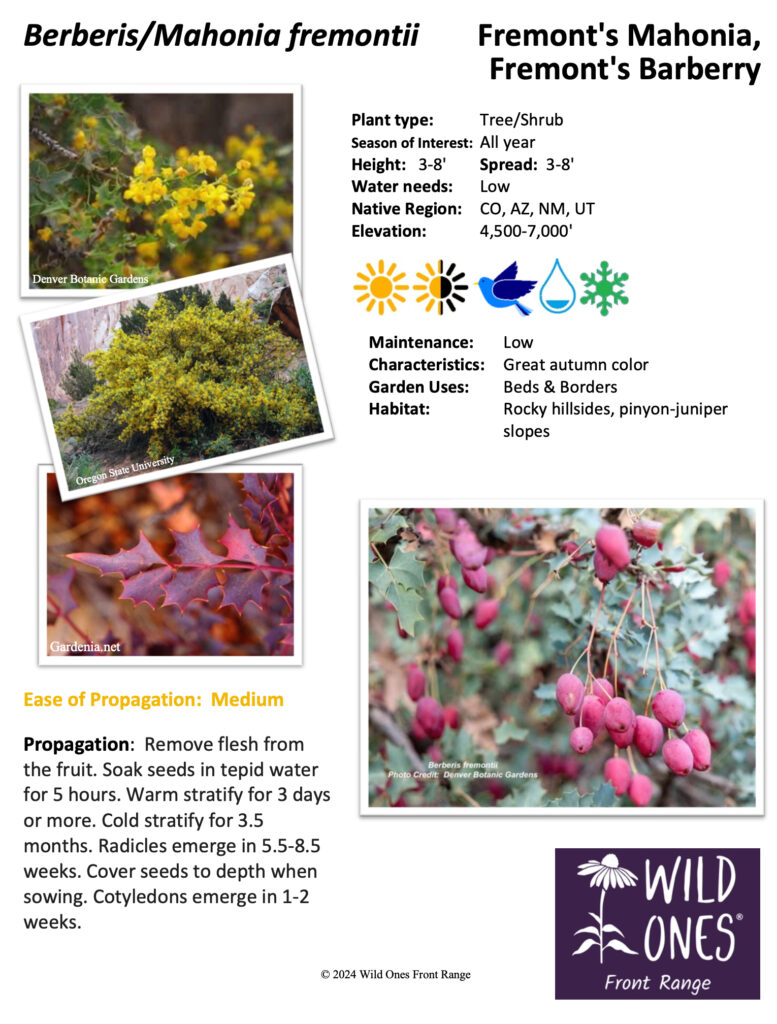 Berberis/Mahonia fremontii (Fremont's Mahonia, Fremont's Barberry) - Shrub