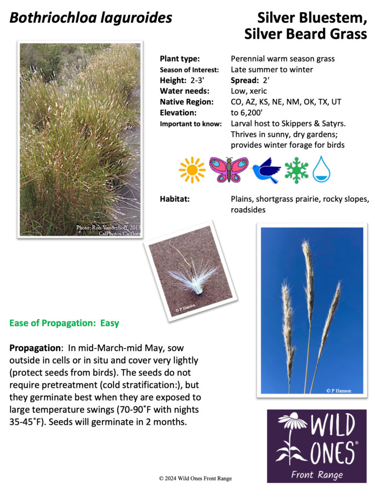Bothriochloa laguroides (Silver Bluestem, Silver Beard Grass)