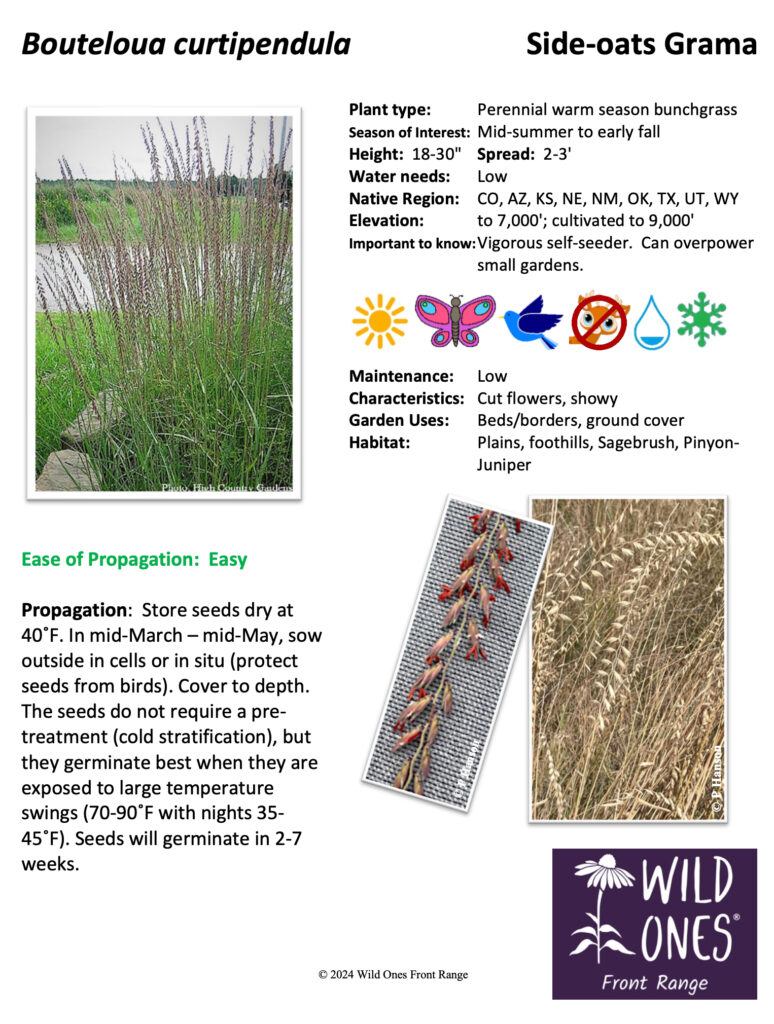 Bouteloua curtipendula (Side-oats Grama) - Grass - Native Plants Species Sheet