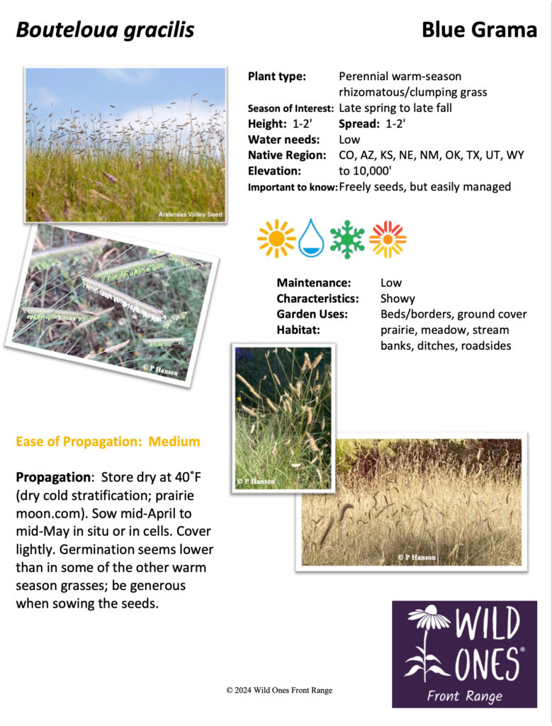 Bouteloua gracilis (Blue Grama) - Grass - Native Plant Species Sheet