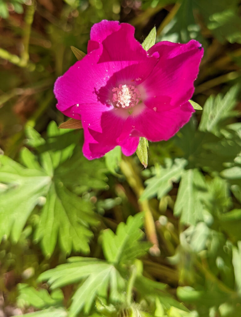 Callirhoe involucrata (Winecups, Purple Poppy Mallow)