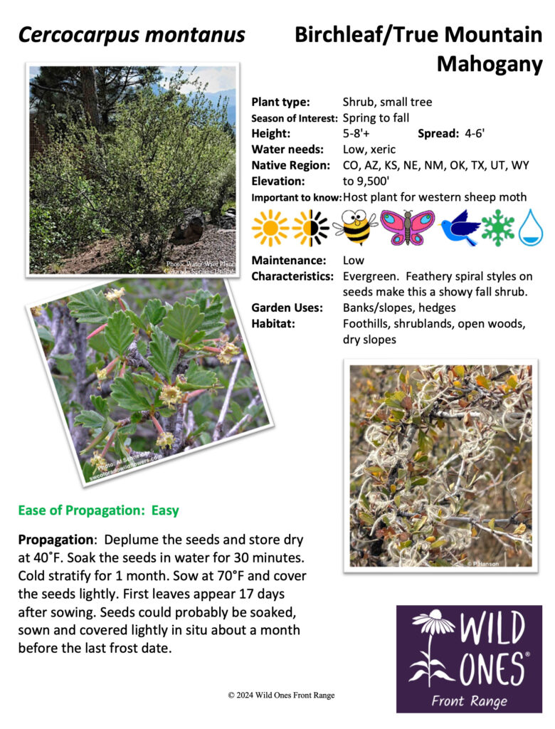Cercocarpus montanus (True Mountain Mahogany) - Shrub – Native Plant Species Sheet