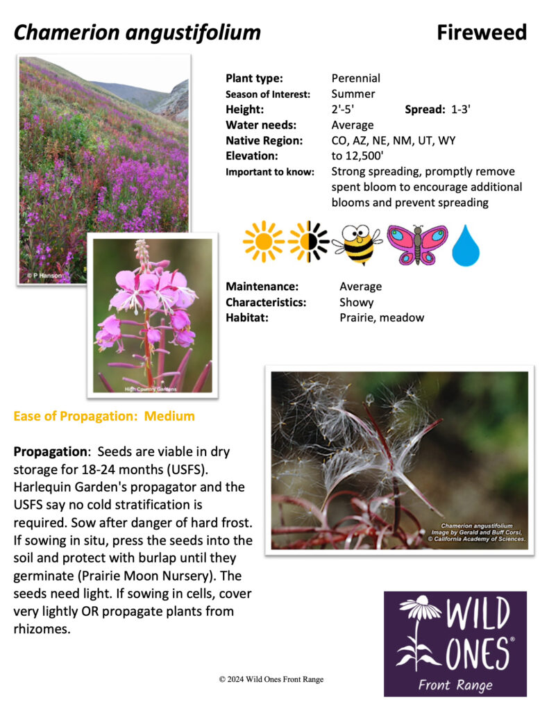 Chamerion angustifolium (Fireweed) - Forb - Native Plant Species Sheet from Wild Ones