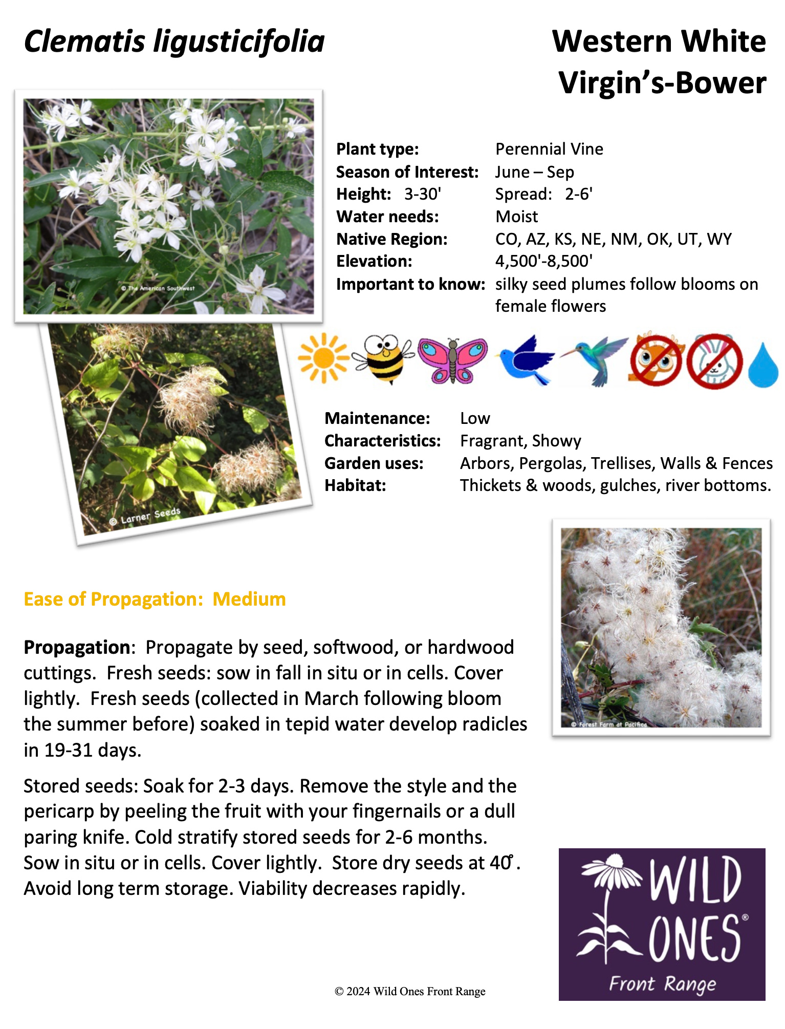 Clematis ligusticifolia (White Virgin's Bower) - Vine - Native Plant Species Sheet from Front Range Wild Ones