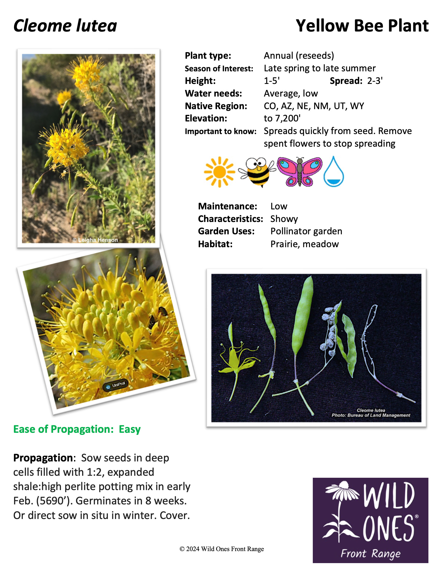 Cleome lutea (Yellow Bee Plant) - Forb - Native Plant Species Sheet from Front Range Wild Ones