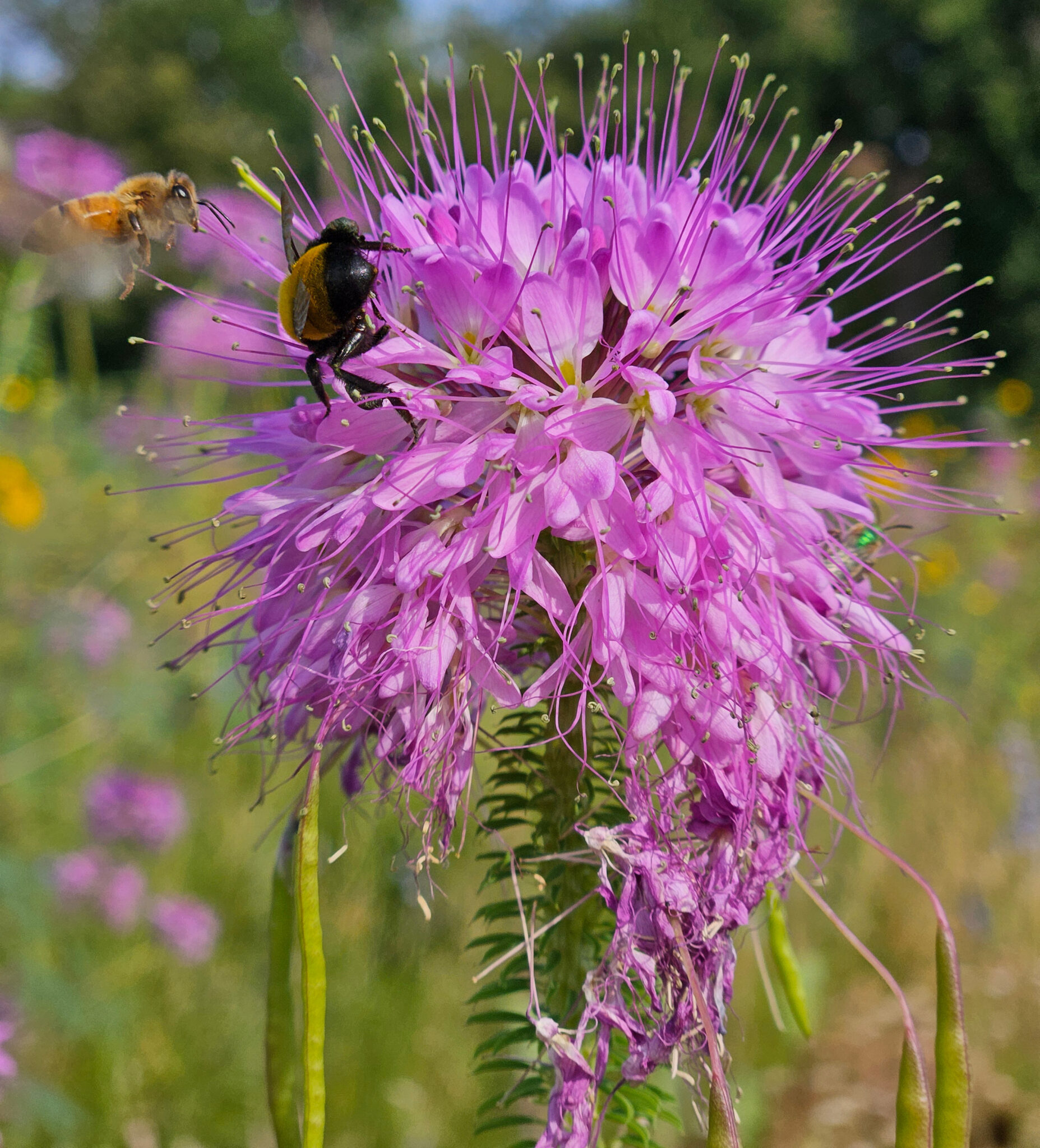 Colorado Native Plant Species Sheets - Wild Ones Front Range Chapter