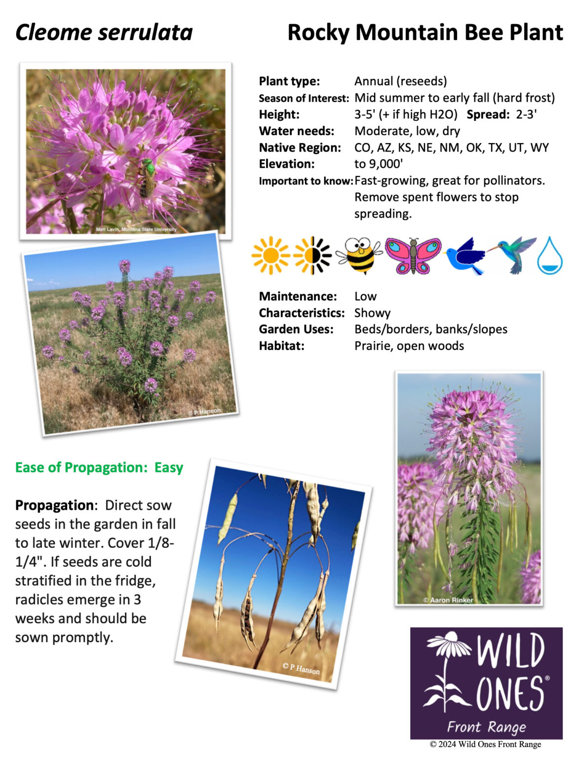 Cleome serrulata (Rocky Mountain Bee Plant) - Forb - Native Plant ...