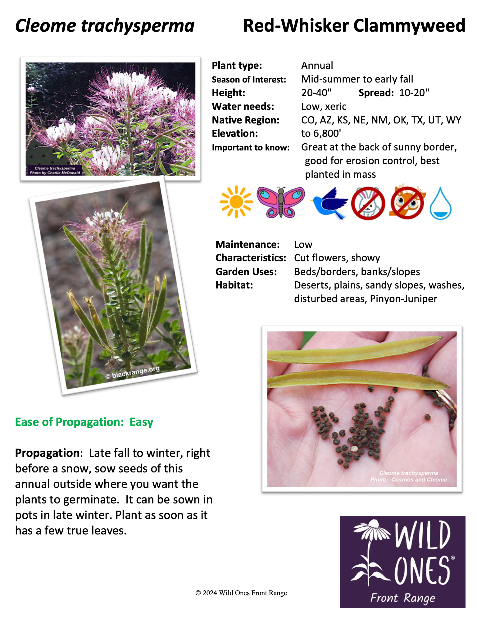 Cleome trachysperma (Red-Whisker Clammyweed) - Forb - Native Plant Species Sheet