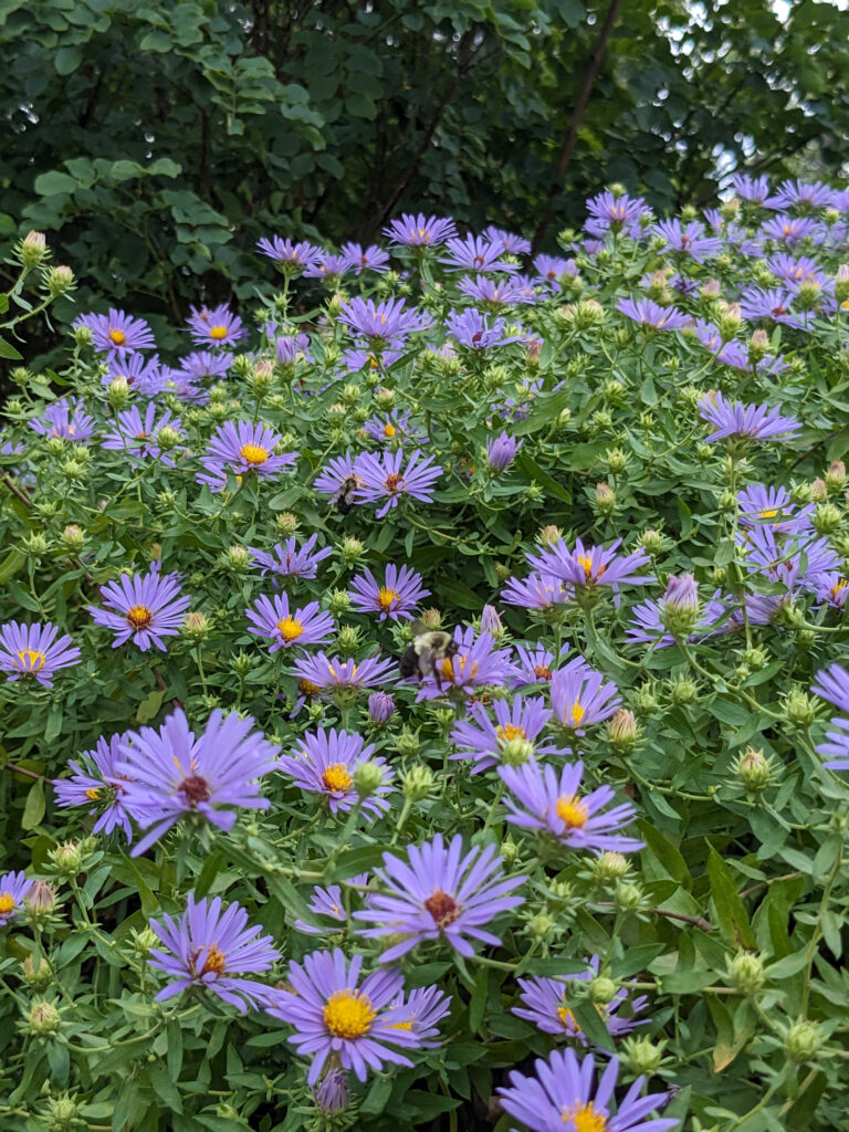 Shade Tolerant Native Plants - Fleabane Daisy by Idelle Fisher